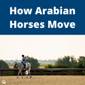 How Arabian Horses Move Button