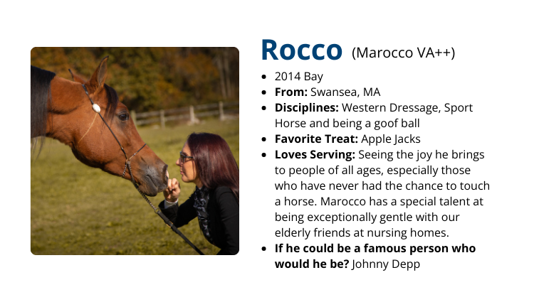 Discovery Horse Rocco