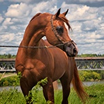 chestnutwithclouds_wv_Border