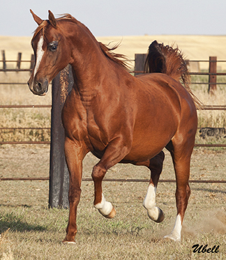 Socialisme Harden bidragyder ArabianHorses.org - Arabian Horses