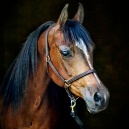 AHA_Marketplace_Home_Horse_Classified Border
