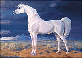 Arabian_Horse_Standard_wv Border