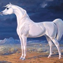 Arabian_Horse_Standard_wv_Border