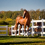 chestnutonfence_wv Border