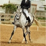 comphorse_Border