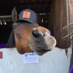 Discovery Horse